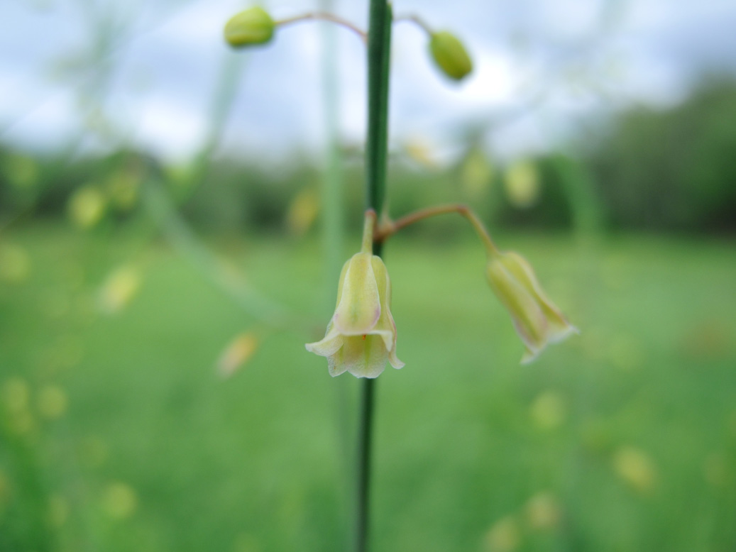 Image of Asparagus officinalis specimen.