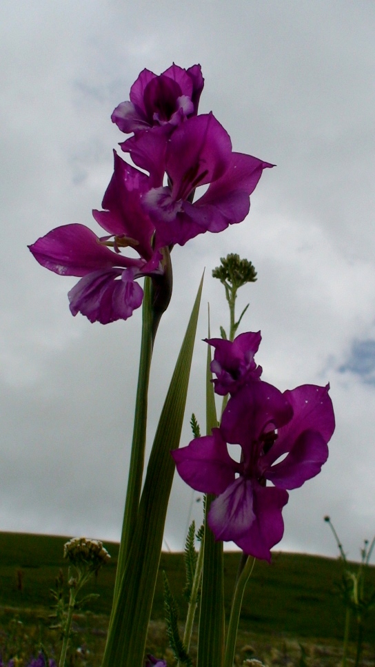 Изображение особи Gladiolus tenuis.