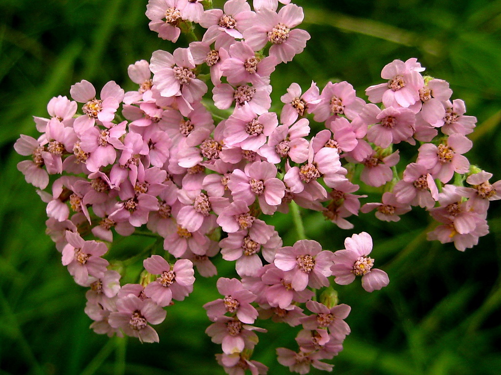 Изображение особи Achillea millefolium.