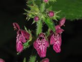 Stachys sylvatica