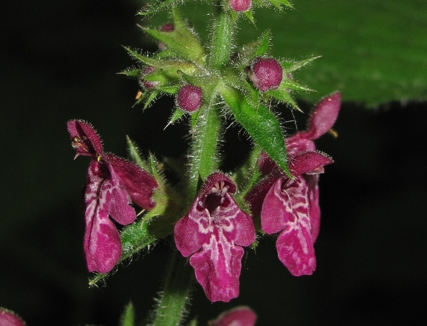 Изображение особи Stachys sylvatica.