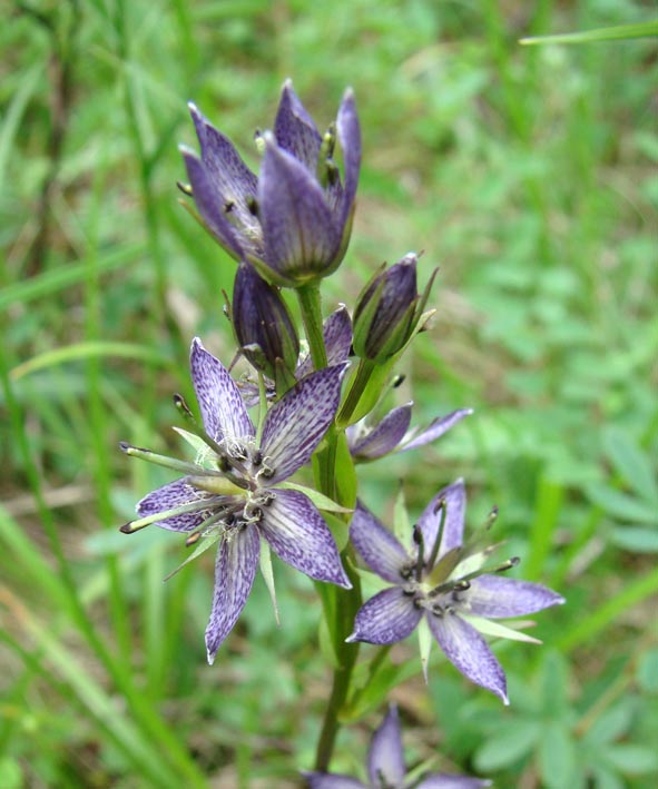 Image of Swertia obtusa specimen.