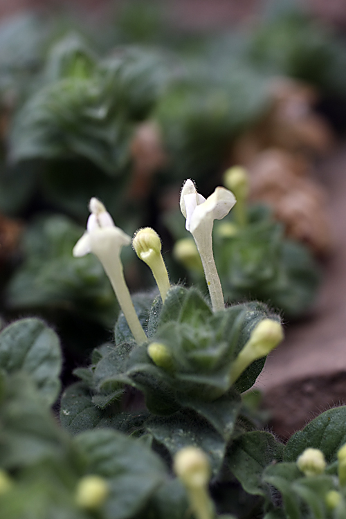 Изображение особи Scutellaria immaculata.