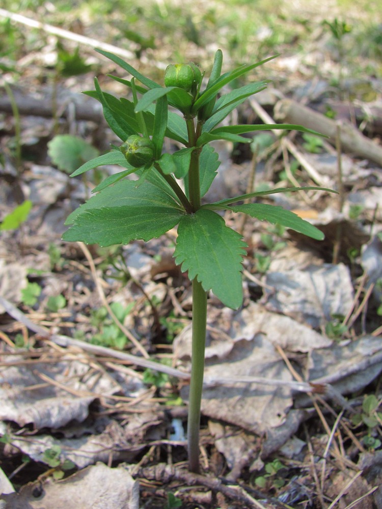 Image of Ranunculus conspicuus specimen.