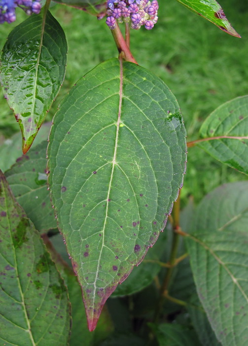 Image of Hydrangea macrophylla ssp. serrata specimen.