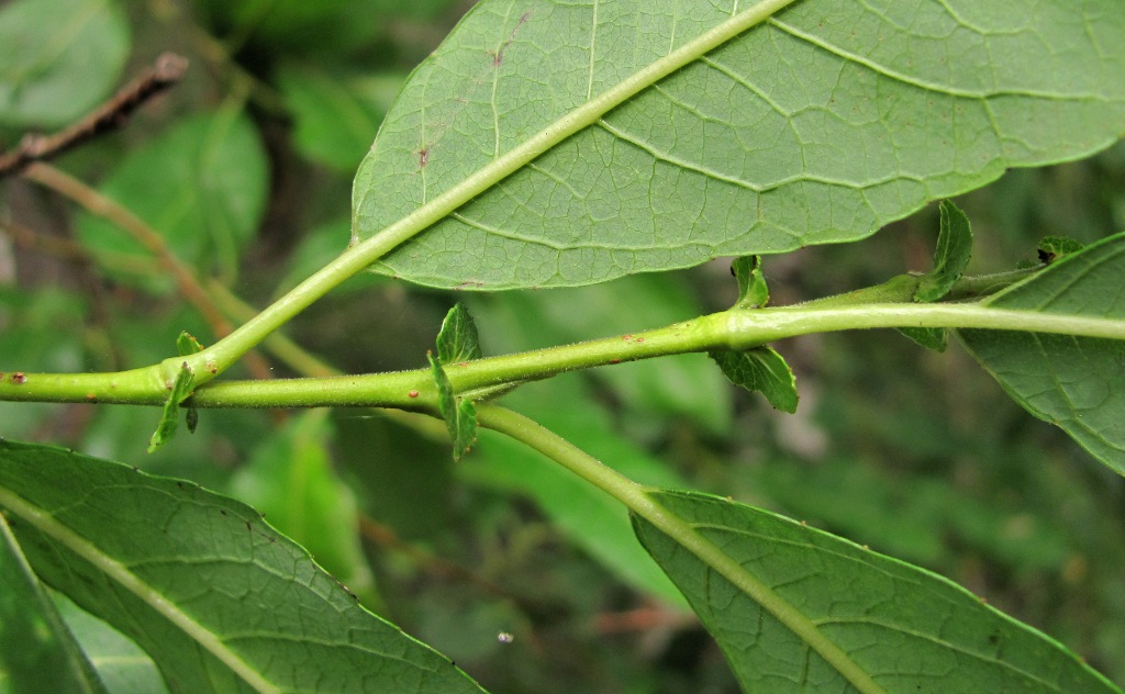 Image of Salix &times; tetrapla specimen.