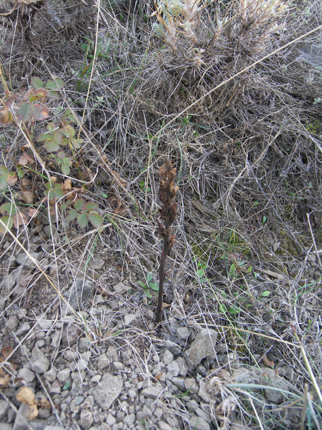 Image of familia Scrophulariaceae specimen.