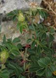 Rosa turcica. Побег с бутоном. Крым, гора Куш-Кая. 21.05.2012.