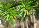 Picea obovata