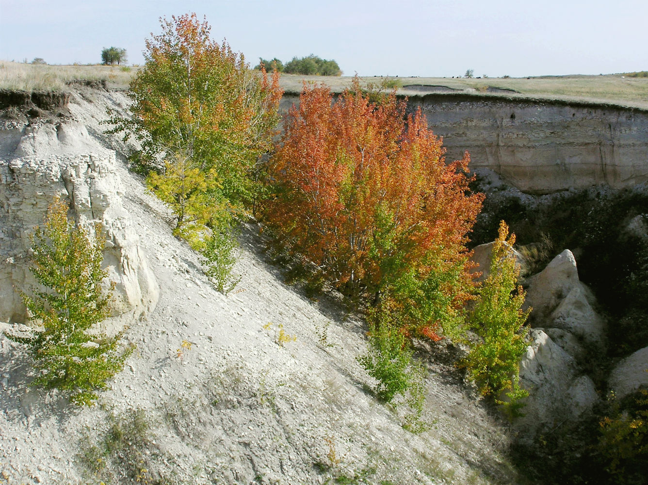 Image of Populus tremula specimen.