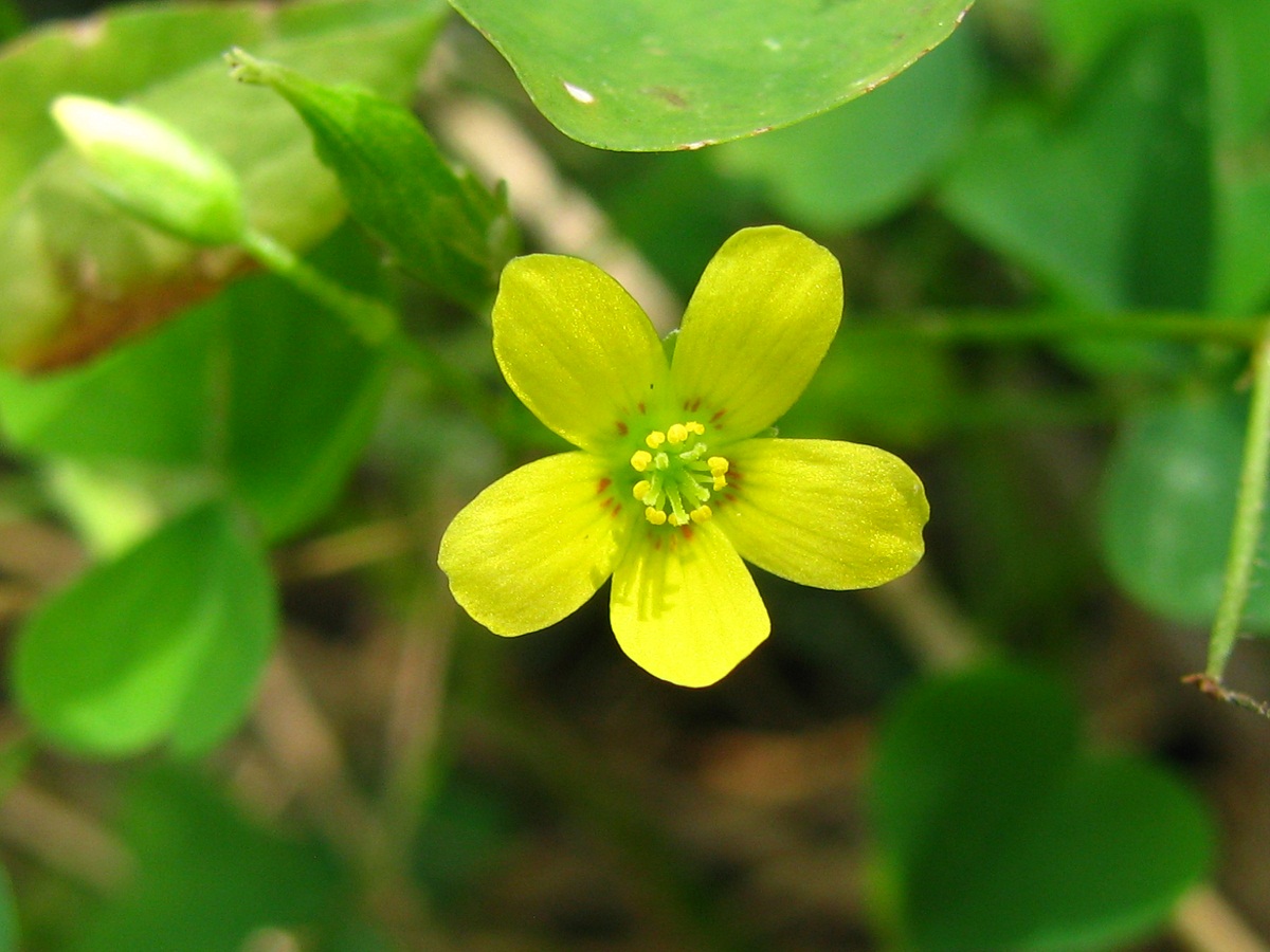 Изображение особи Oxalis stricta.