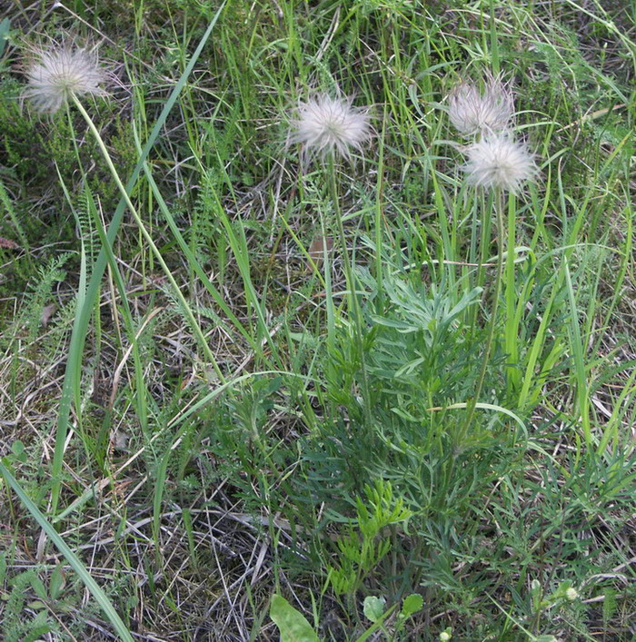 Изображение особи Pulsatilla pratensis.