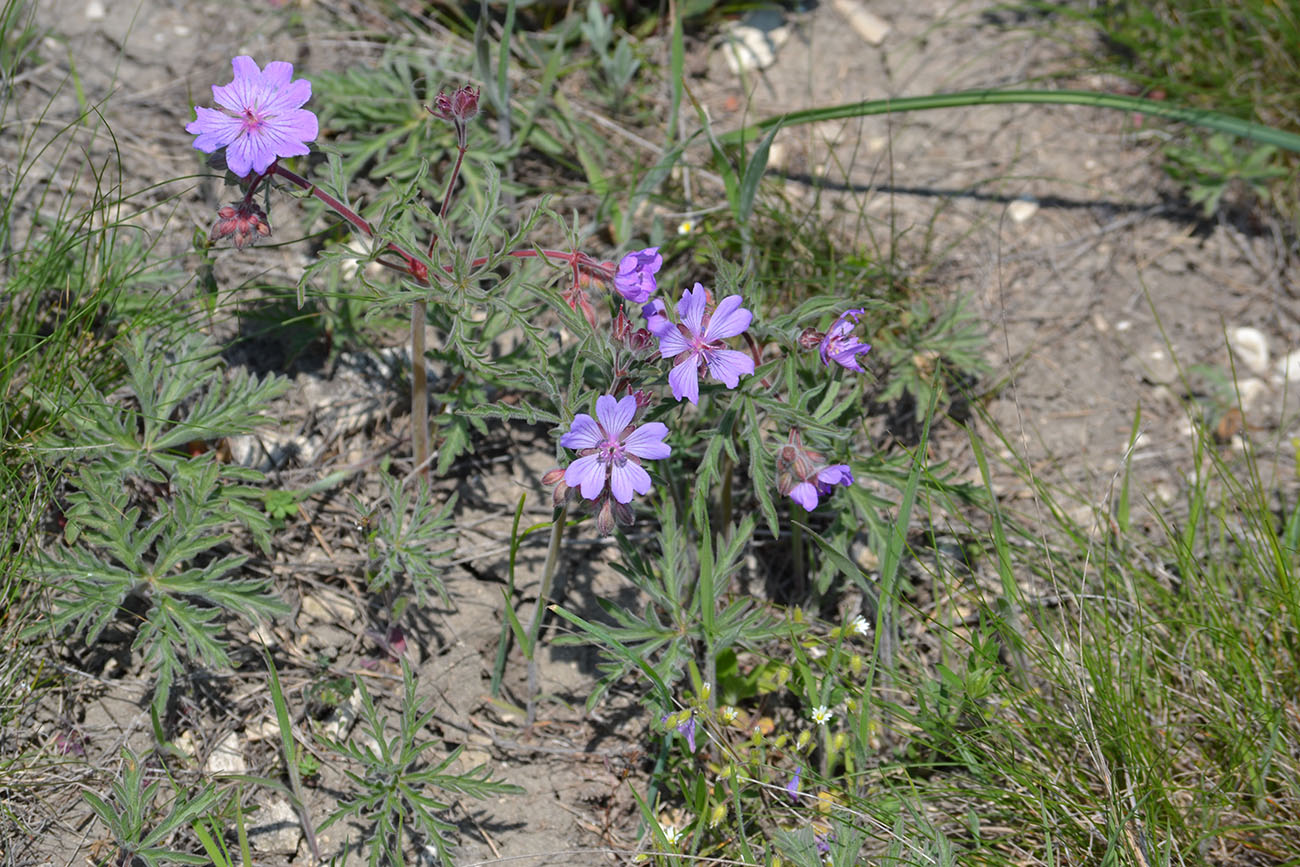 Image of Geranium tuberosum specimen.