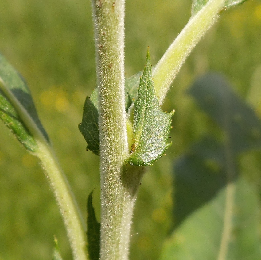 Image of Salix gmelinii specimen.