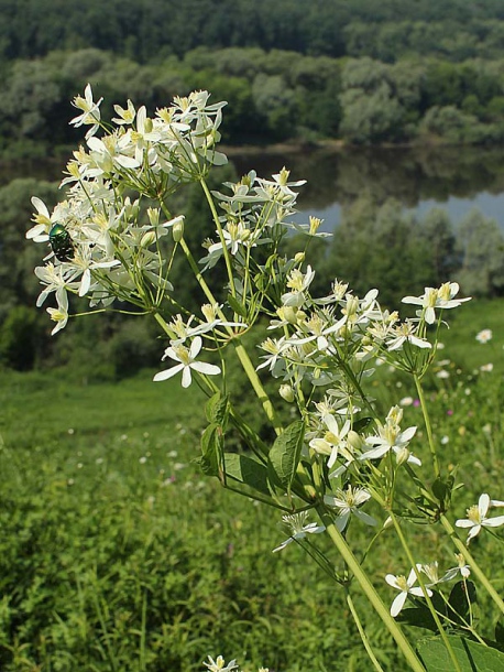 Изображение особи Clematis recta.