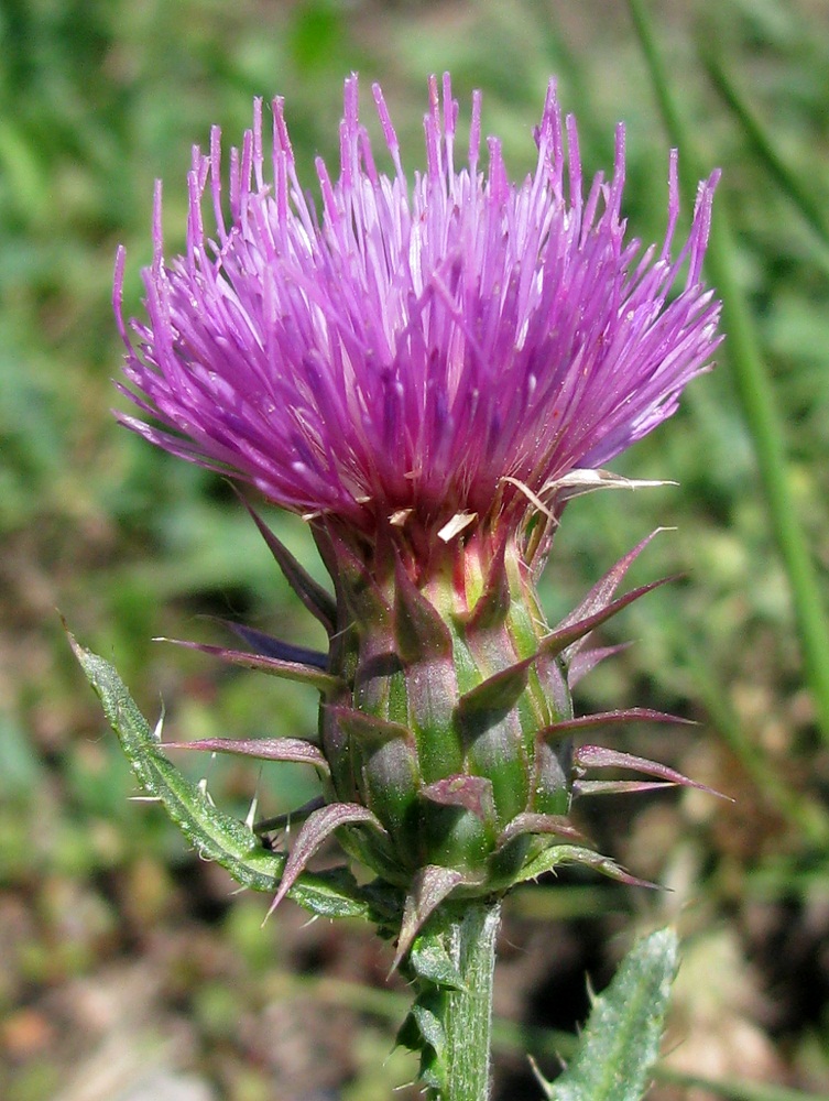 Image of genus Carduus specimen.