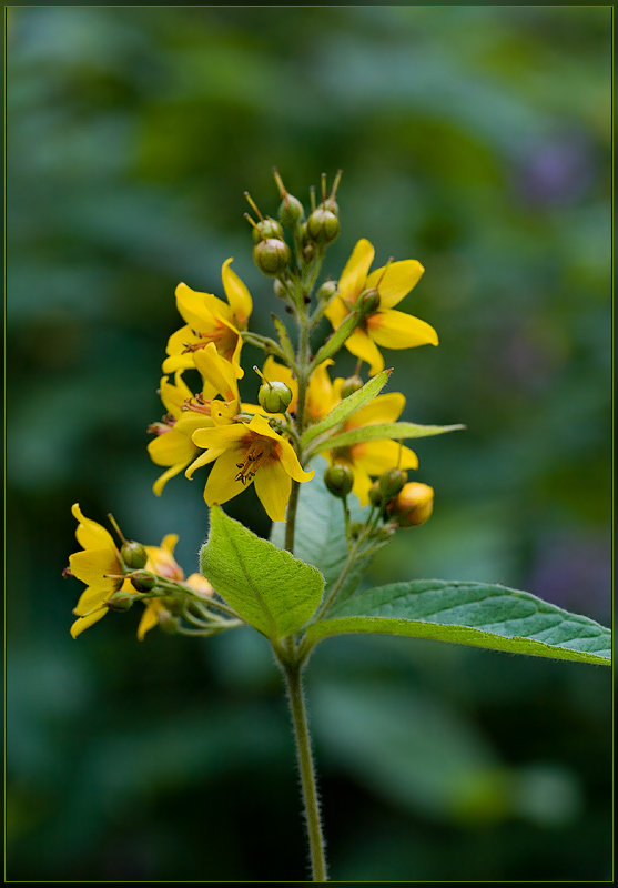 Image of Lysimachia vulgaris specimen.