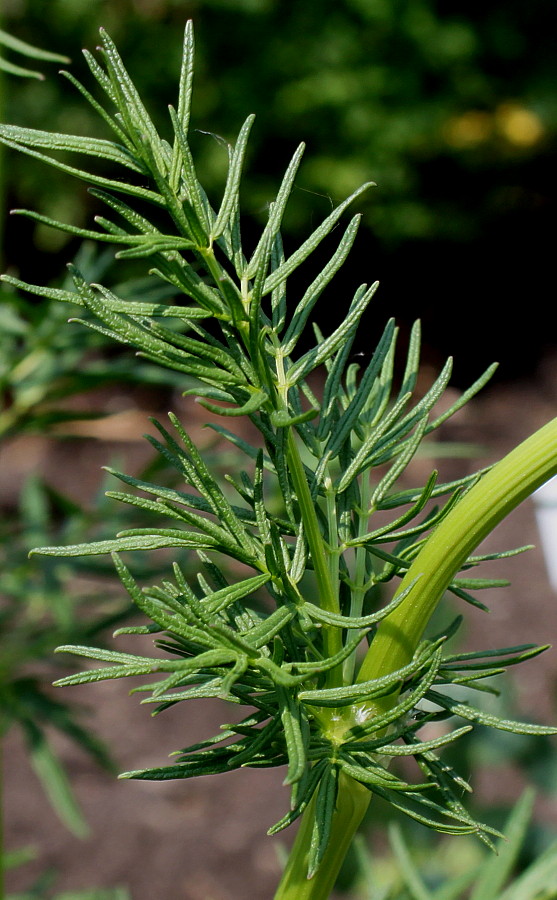 Image of Thalictrum lucidum specimen.