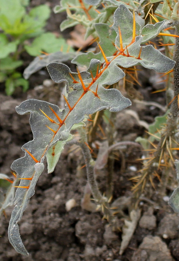 Image of Solanum pyracanthum specimen.