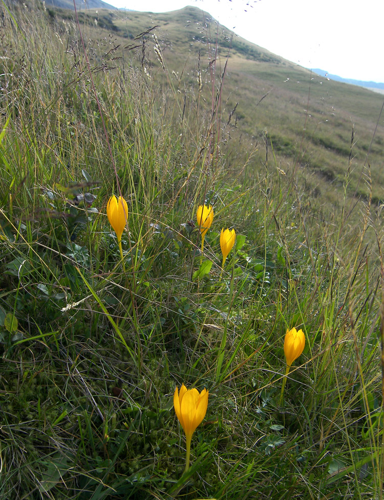 Image of Crocus scharojanii specimen.