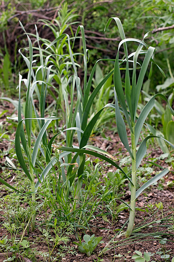 Изображение особи Allium drobovii.