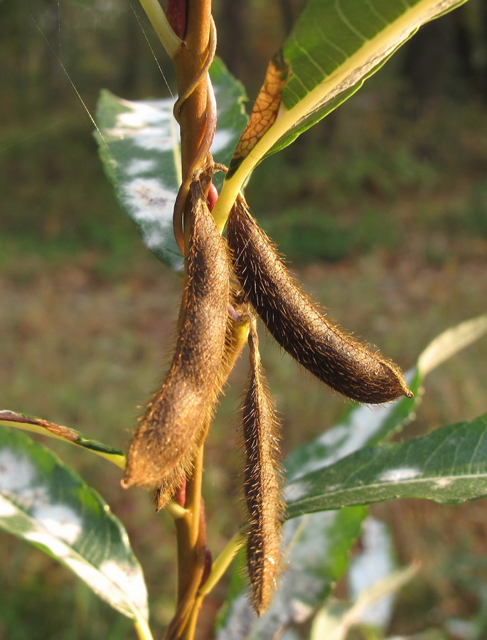 Изображение особи Glycine soja.