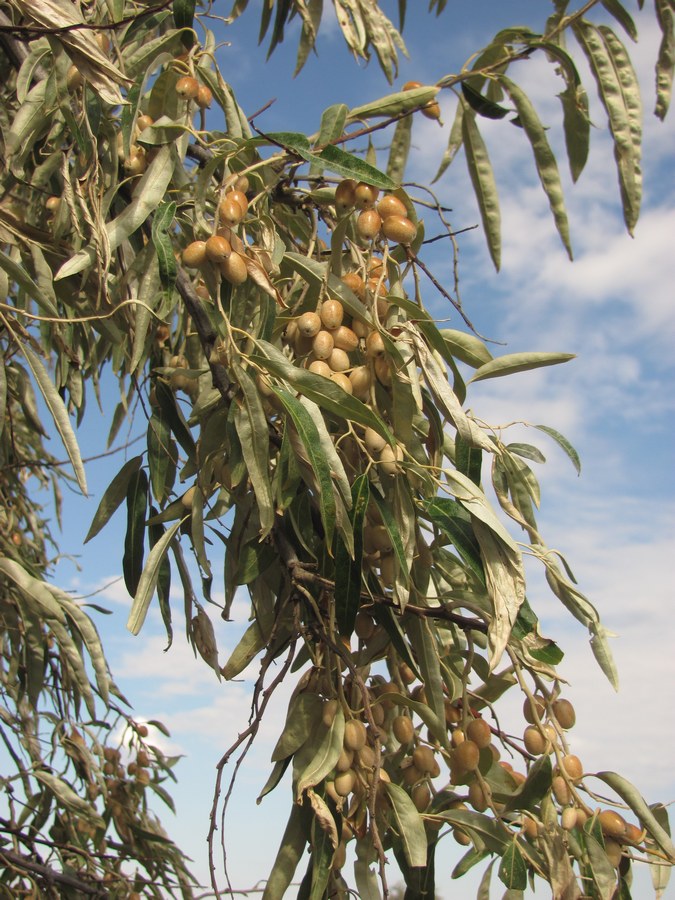 Image of Elaeagnus angustifolia specimen.