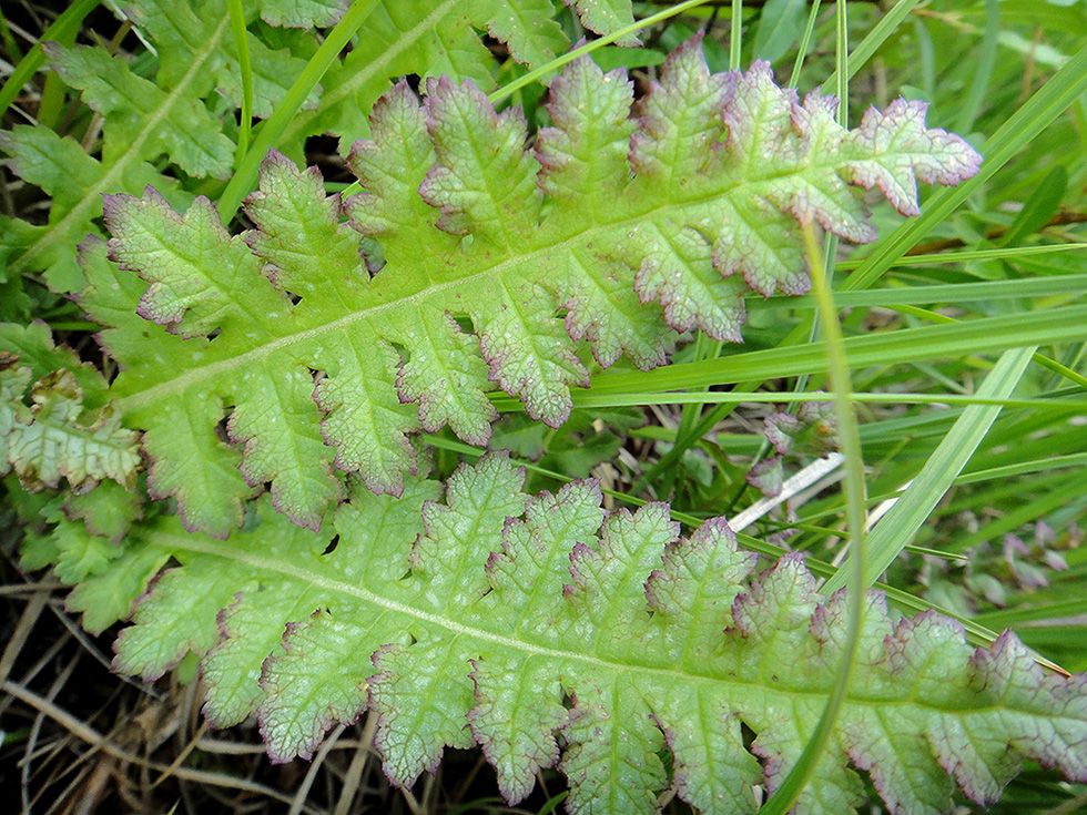 Изображение особи Pedicularis sceptrum-carolinum.