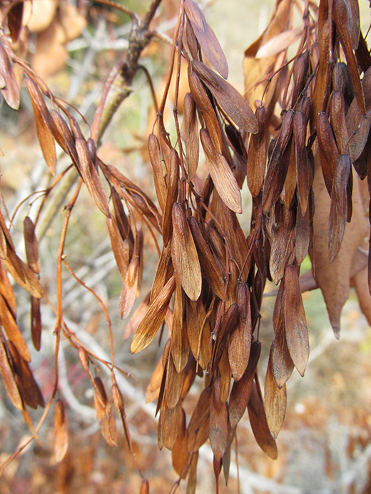 Image of Fraxinus ornus specimen.