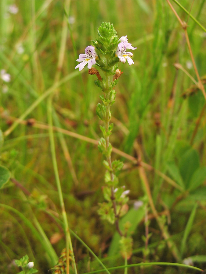 Image of Euphrasia stricta specimen.