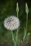Смотреть изображение Tragopogon orientalis