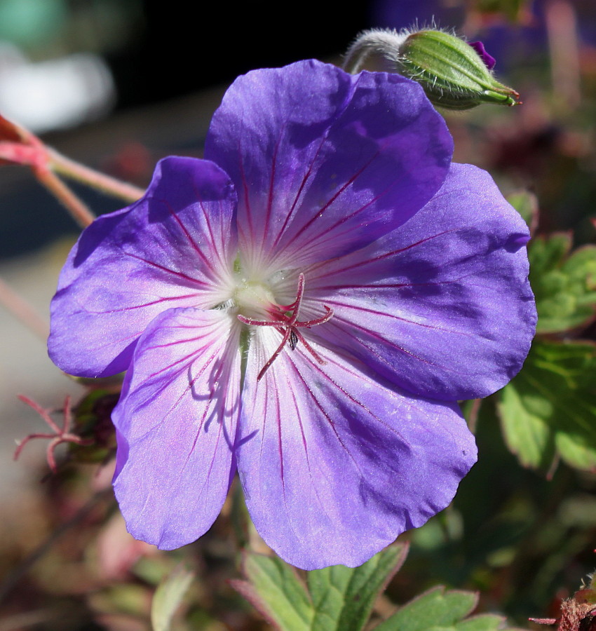 Image of genus Geranium specimen.