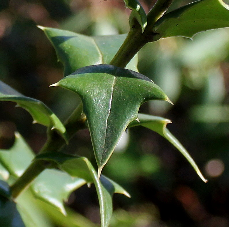 Image of Ilex bioritsensis specimen.