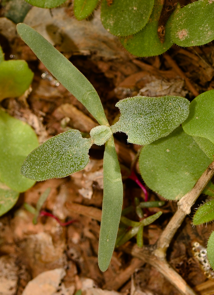 Изображение особи Atriplex holocarpa.