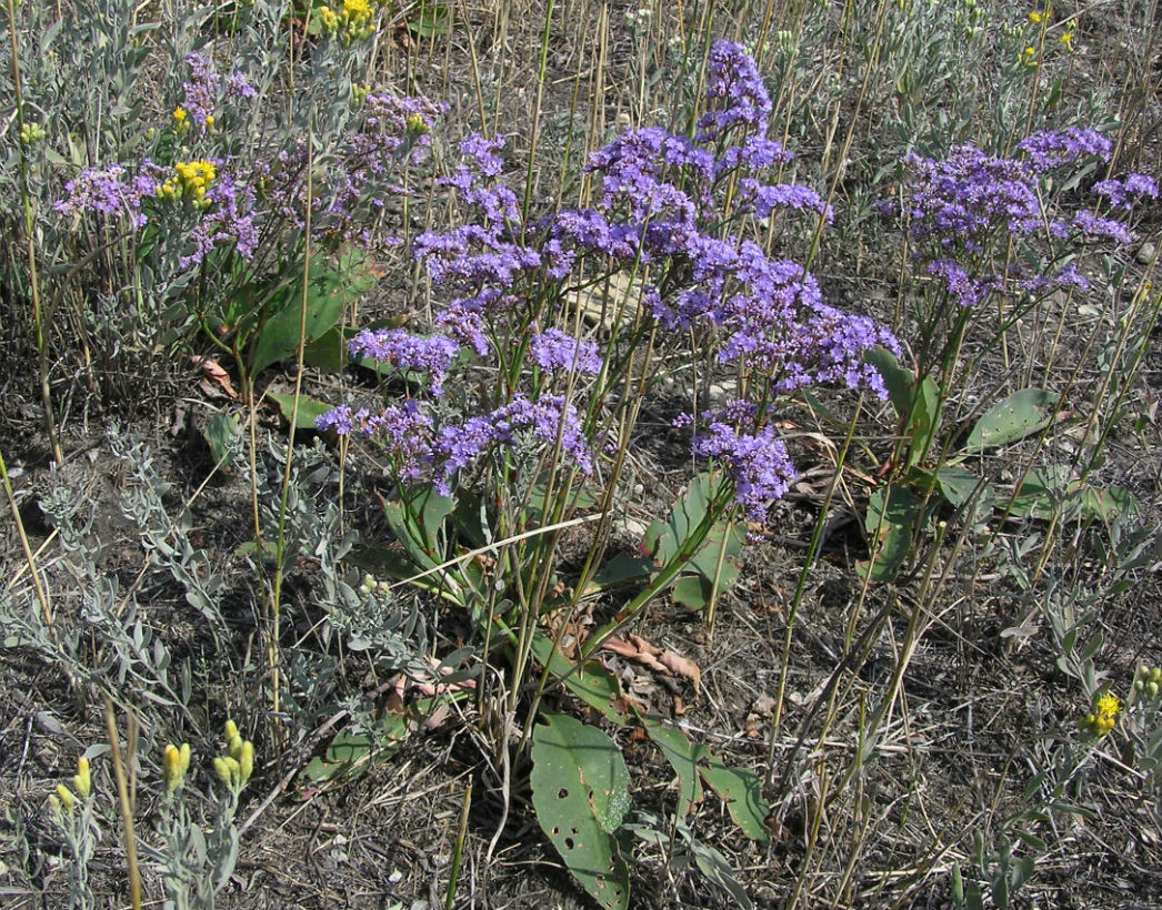 Image of Limonium gmelinii specimen.