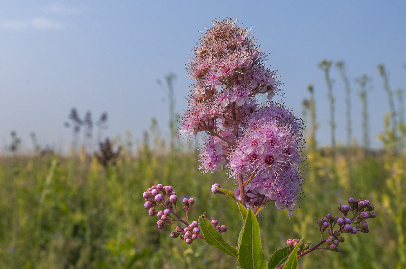 Image of Spiraea salicifolia specimen.