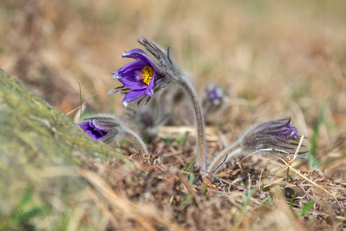 Image of Pulsatilla turczaninovii specimen.