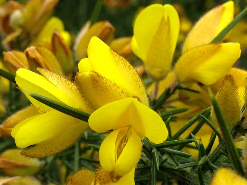 Изображение особи Ulex europaea.