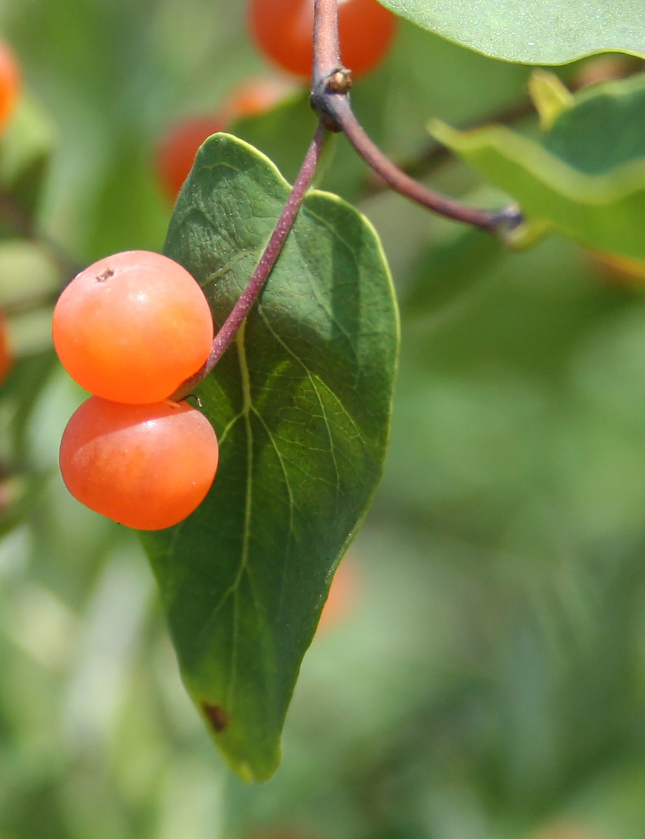 Image of Lonicera tatarica specimen.