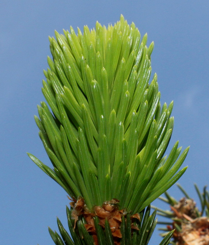 Image of Picea abies specimen.