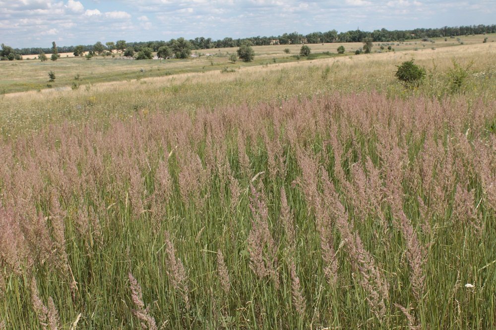 Image of Calamagrostis epigeios specimen.