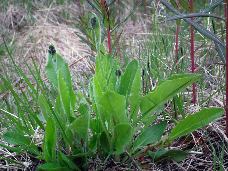 Изображение особи род Hieracium.