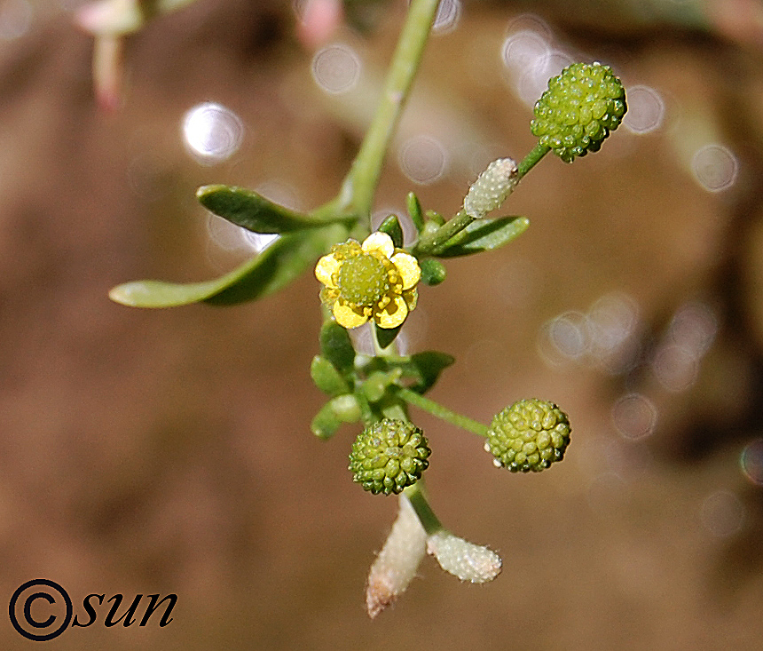 Image of Ranunculus sceleratus specimen.