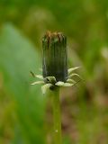 Taraxacum croceum