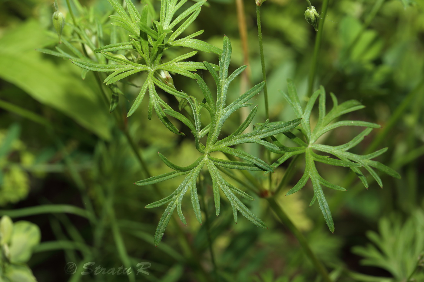 Изображение особи Geranium columbinum.