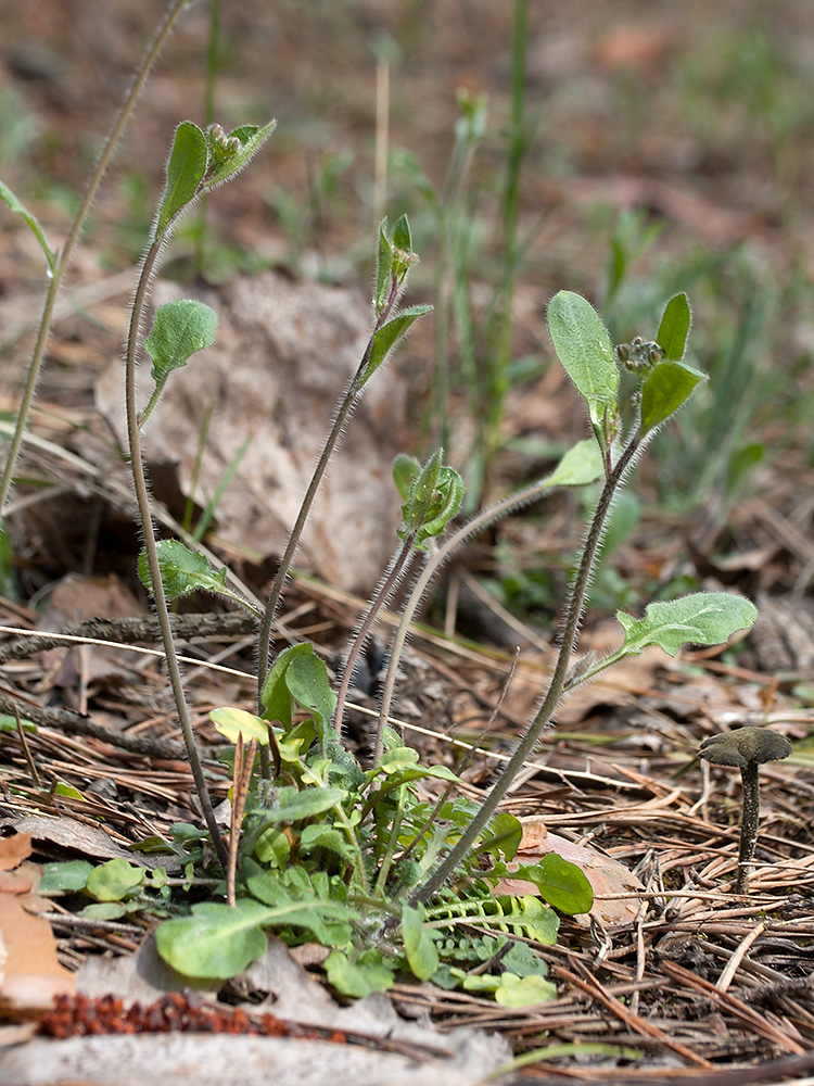 Image of Arabidopsis arenosa specimen.