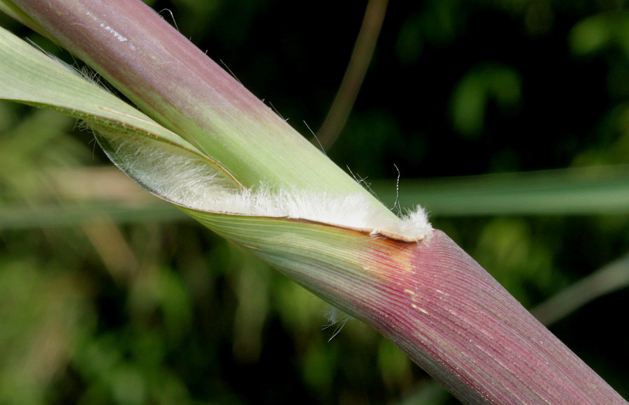 Image of Erianthus ravennae specimen.