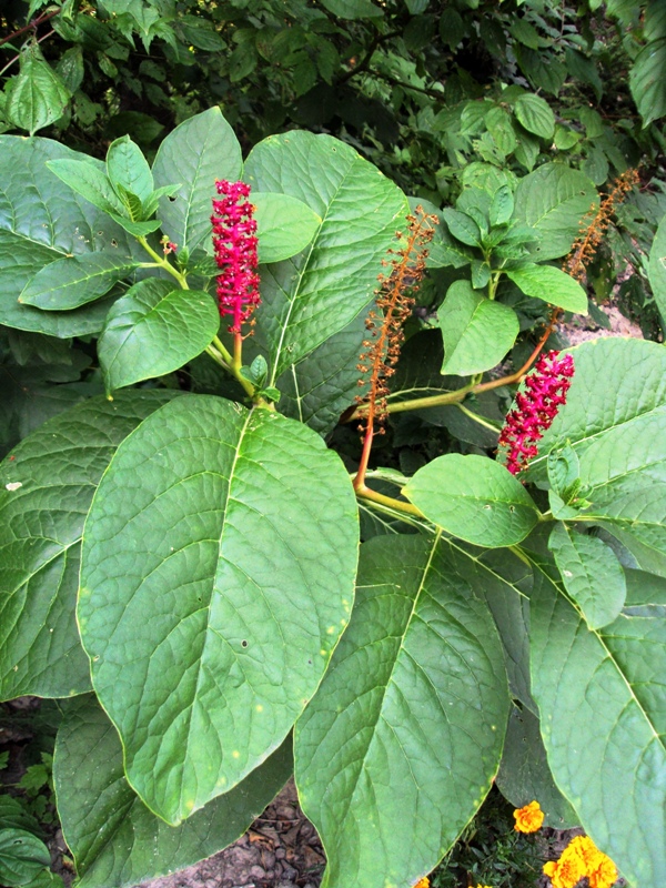 Image of Phytolacca acinosa specimen.