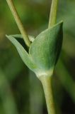 Cerastium perfoliatum