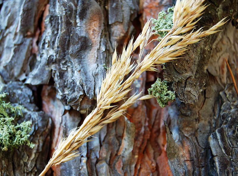 Image of Calamagrostis arundinacea specimen.